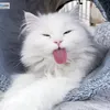 hama_gardi34