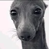 nobody.grey