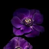 anemone.purple