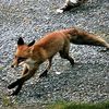 imliterallyafox