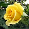 hoa.tim68995
