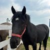 yourlocalhorsegirlykisay