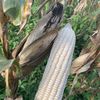 zimbabwe.super.seeds