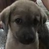 Bé chít quậy và cô chủ quậy
