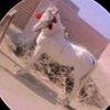 kamran.ahmad960