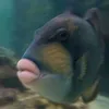 bn_208