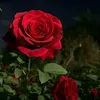 user41202233771886