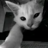 ditmetinhyeulacac