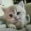 insanemovementincodmbutt