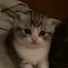 helpmepleaseanotsil