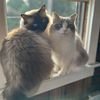 shadowandluna.ragdolls