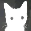 angelo.saluso3