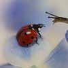 ladybugthal
