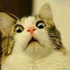 meowdeen3