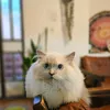 sofia.cat.blue.po