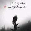 sarfraz.ali7617