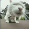 Catclips09