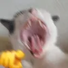 yoleoxd3
