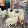 Shauntheseep Cianjur