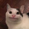 mr_beluga123