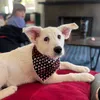houston_dogs_resc