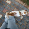 qtfe2