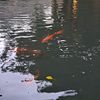 fullview27