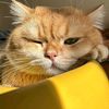 vanch_a