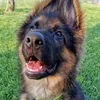 anna_germanshepherd