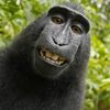 monkeysmiling_0