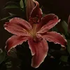 3mmspriv