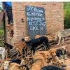jonathan.dogs.rescuing