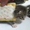 catslovint