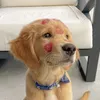 Dogcuteclip