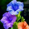 md.farhan8897