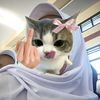mfdh_syrfh