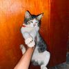 rawrrdinoo10