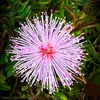 clover_0204
