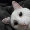 thepethouse20