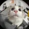 cattybabescute123