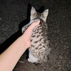 Имош но не твая