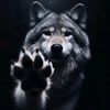 .silverwolf2.0