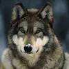 wolfsson_a