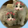 cutiepielovelylily