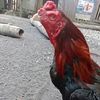 wongjawatimur111
