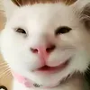 acc_thu_56