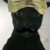 kingofcats6
