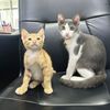 2cat_anny