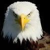 chaudhry.zegham