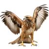 hamdistar19